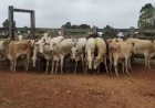 27 cabeças de gado furtadas em fazenda de Corumbá são encontradas em Coxim pela polícia