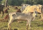 Gado agonizando e morrendo: MP investiga fazenda com 200 animais em maus-tratos extremos em Cassilândia
