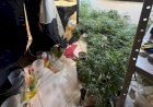 Polícia encontra em Chapadão do Sul estrutura com laboratório e cultivo de maconha