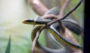 Bombeiros capturam cobra cipó em veículo no MS