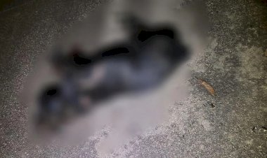 Em Santa Rita do Pardo, condutor arrasta cachorro por 100 metros após atropelamento e foge sem prestar socorro