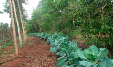 Agraer realiza Dia de Campo de Agrofloresta em Campo Grande nesta quinta