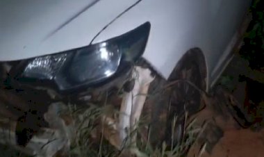 Dois veículos colidem com Anta na BR-060 em Paraíso das Águas