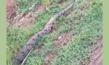 Jiboia de quase 3 metros é encontrada por moradores durante caminhada na MS-316, em Paraíso das Águas