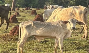 Gado agonizando e morrendo: MP investiga fazenda com 200 animais em maus-tratos extremos em Cassilândia