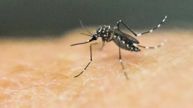 Mãe de secretário de Saúde é a 1ª vítima da dengue no ano em MS