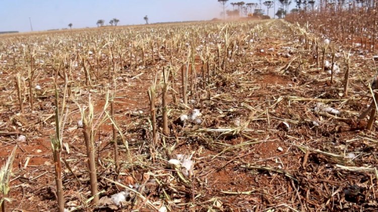 Vazio Sanitário do Algodão na maior região produtora do MS começa nesta segunda-feira (15)