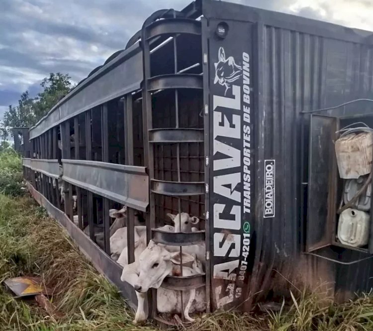 Motorista morre após tombamento de carreta boiadeira na BR-158, em Três Lagoas