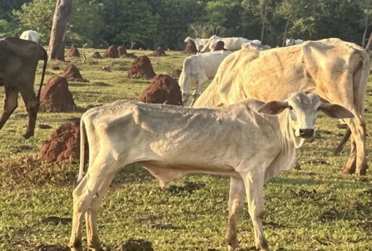 Gado agonizando e morrendo: MP investiga fazenda com 200 animais em maus-tratos extremos em Cassilândia