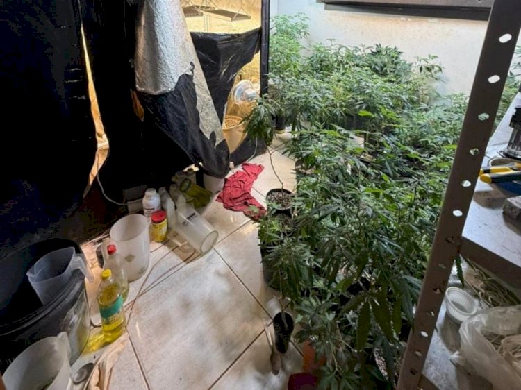 Polícia encontra em Chapadão do Sul estrutura com laboratório e cultivo de maconha